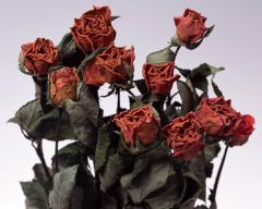 Tapeta Nature Flowers 273.jpg